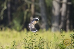 Wildlife: Wiedehopf im Wildpark Schorfheide