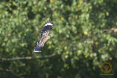 Wildlife: Wiedehopf im Wildpark Schorfheide