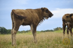 Wisente im Wildpark Schorfheide