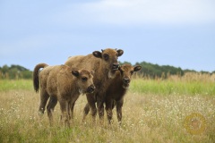 Wisente im Wildpark Schorfheide