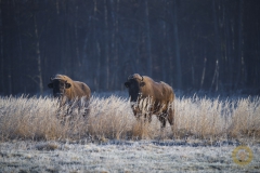 Wisente im Wildpark Schorfheide