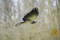 Blaubussard im Falkenhof im Wisentgehege