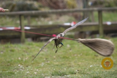 Lannerfalke bei der Jagd auf die Beuteatrappe im Falkenhof im Wisentgehege