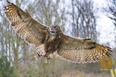 Uhu im Falkenhof im Wisentgehege