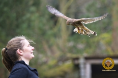 Rüttelnder Turmfalke im Falkenhof im Wisentgehege