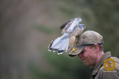 Turmfalke erbeutet Falkner im Falkenhof im Wisentgehege
