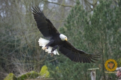 Weißkopfseeadler im Falkenhof im Wisentgehege