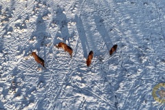 Wisentbullen im Wisentgehege Springe