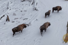 Wisentbullen im Wisentgehege Springe
