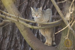 Wildkatze