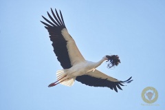 Storch, freilebend