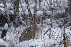 Winter! Ganz kurz im Wisentgehege Springe