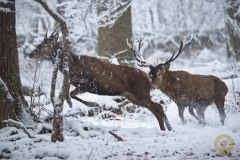 Winter! Ganz kurz im Wisentgehege Springe