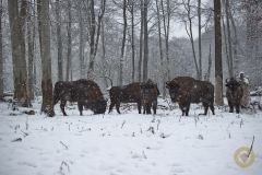 Winter! Ganz kurz...  im Wisentgehege Springe