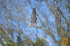 Lannerfalke im Wisentgehege Springe