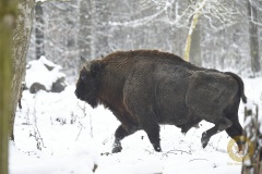Flachlandwisentbulle POWIK