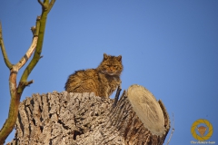 Wildkatze m Wisentgehege Springe