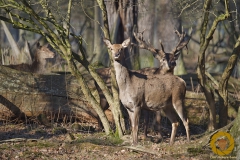 Rotwild im Wisentgehege Springe