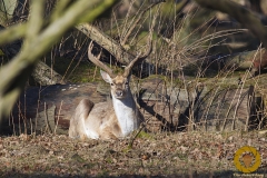 Mesopotamischer Damhirsch im Wisentgehege Springe