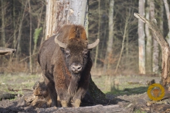 Wisentbulle im Wisentgehege Springe