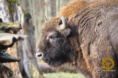 Wisentbulle im Wisentgehege Springe