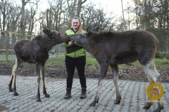 Sari, Melina und Susi im Wisentgehege Springe