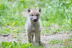Polarwolfwelpe im Wisentgehege Springe