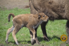 Wisent-Mädchen SP-Nadzieja im Wisentgehege Springe