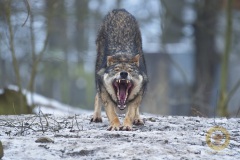 Wisentgehege Springe