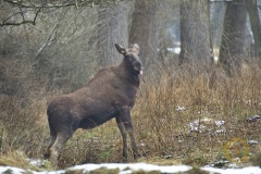 Wisentgehege Springe