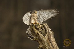 Falkenhof, Turmfalke