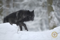 Timberwolf im Wisentgehege Springe