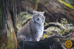 Luchs Wilhelm im Wisentgehege Springe