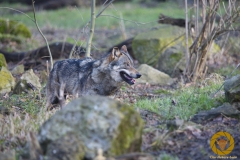 Wolf Boris im Wisentgehege Springe