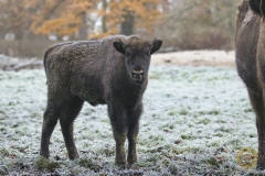 Wisentkalb "SP-Joachim"  im Wisentgehege Springe