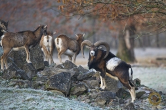 Muffelwild im Wisentgehege Springe