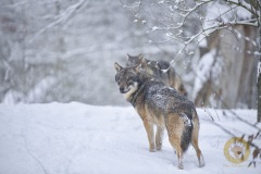 Wolf im Wisentgehege Springe