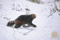 Vielfraß im Wisentgehege Springe