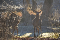 Rotwild im Wisentgehege Springe