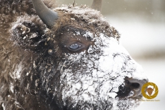 Winter im Wisentgehege Springe