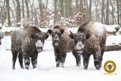 Winter im Wisentgehege Springe