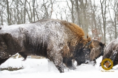 Winter im Wisentgehege Springe
