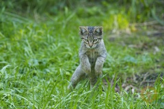 Wildkatze im Wisentgehege Springe