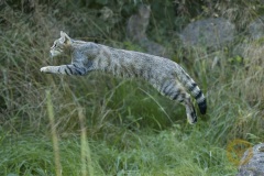 Wildkatze im Wisentgehege Springe