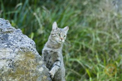 Wildkatze im Wisentgehege Springe