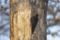 Schwarzspecht im Wisentgehege Springe