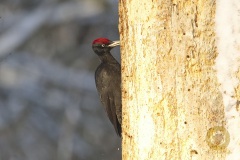 Schwarzspecht im Wisentgehege Springe