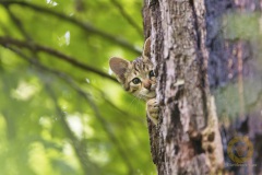 Junge Wildkatze im Wisentgehege Springe